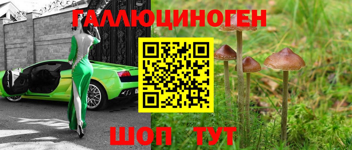 Галлюциногенные грибы Psilocybine cubensis Новошахтинск
