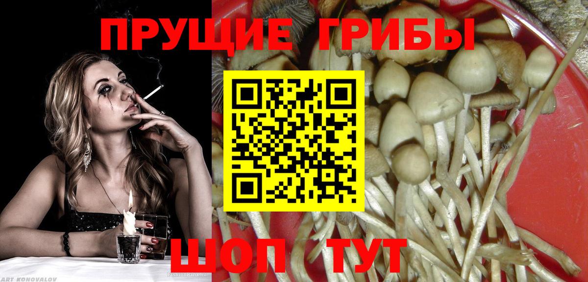 где купить наркоту  Псилоцибиновые грибы Cubensis  Вход с VPN  Новошахтинск 